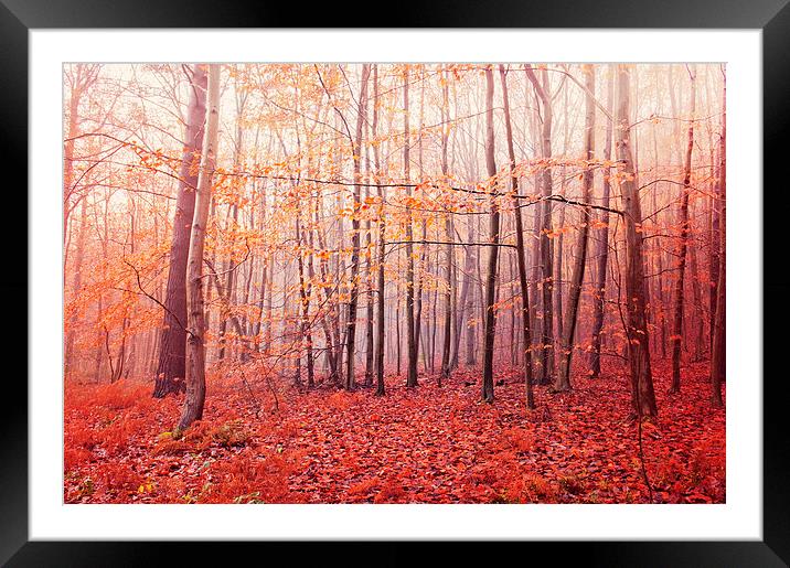  Autumn Walk Framed Mounted Print by Dawn Cox