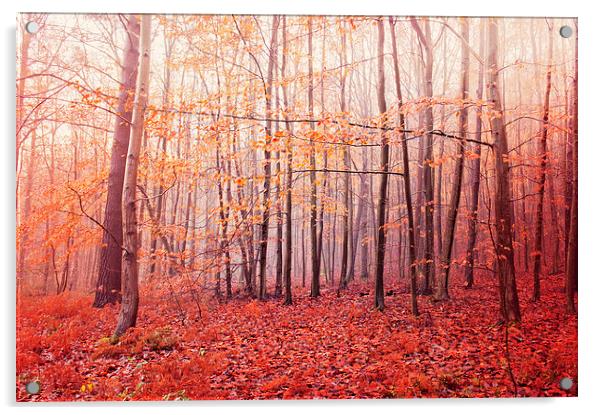  Autumn Walk Acrylic by Dawn Cox