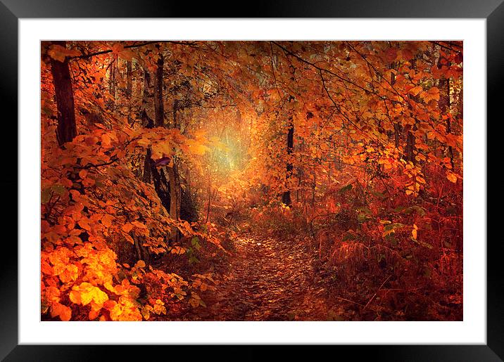 Fairy Pathway Framed Mounted Print by Dawn Cox