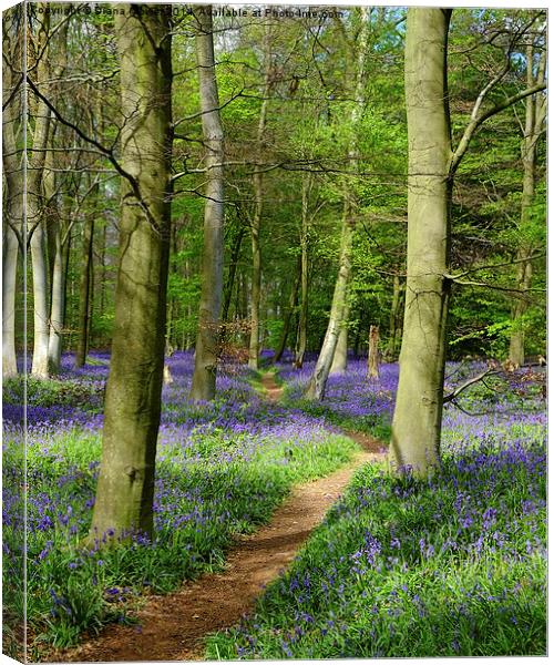 Bluebell path  Canvas Print by Diana Mower