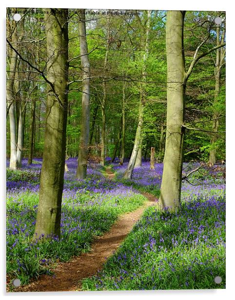 Bluebell path  Acrylic by Diana Mower