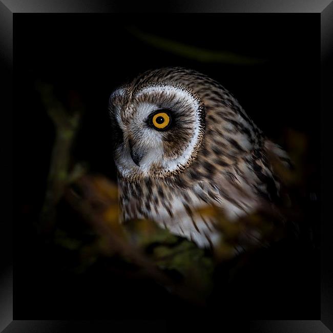    Short Eared Owl - portrait Framed Print by Ian Hufton