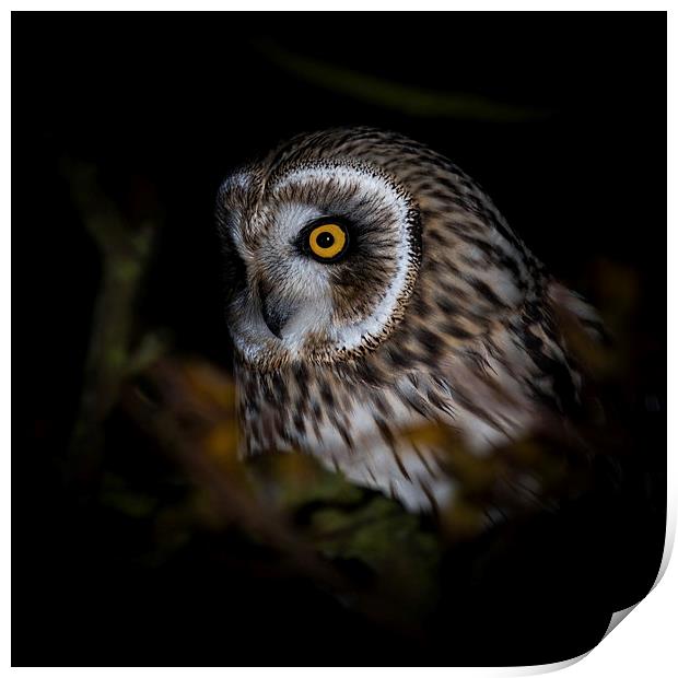    Short Eared Owl - portrait Print by Ian Hufton