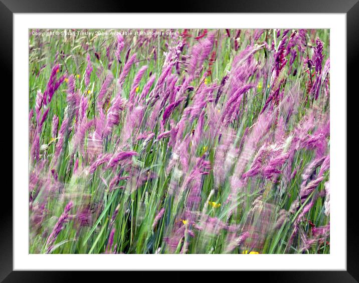 Purple breeze Framed Mounted Print by Susan Tinsley
