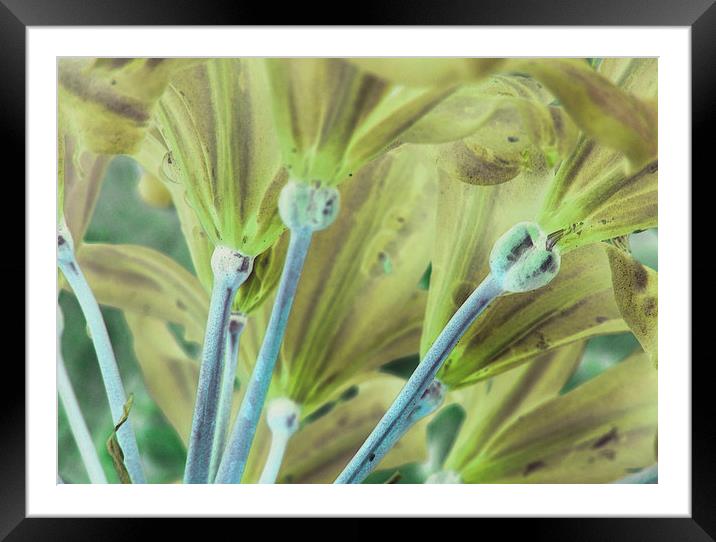  alien blossoming Framed Mounted Print by Heather Newton