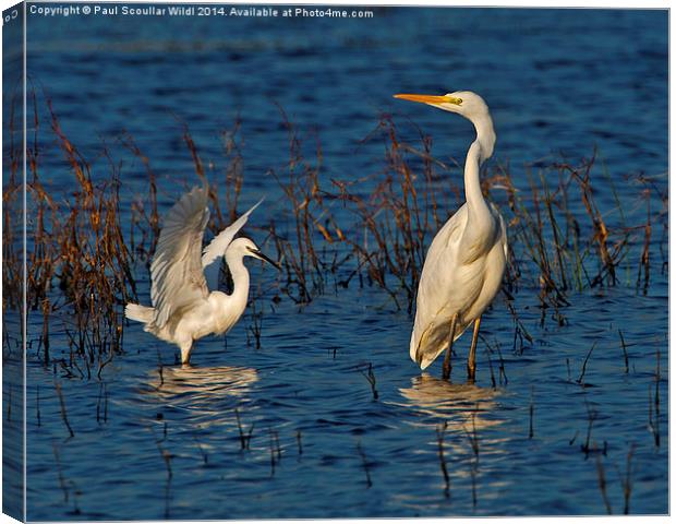 Great White and Little Egret Canvas Print by Paul Scoullar