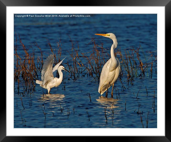 Great White and Little Egret Framed Mounted Print by Paul Scoullar