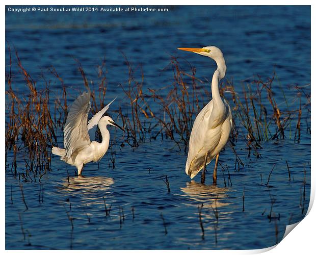 Great White and Little Egret Print by Paul Scoullar