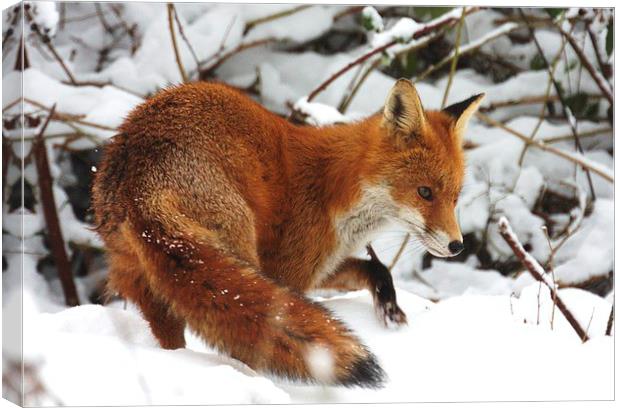 The winter fox Canvas Print by Ross Lawford