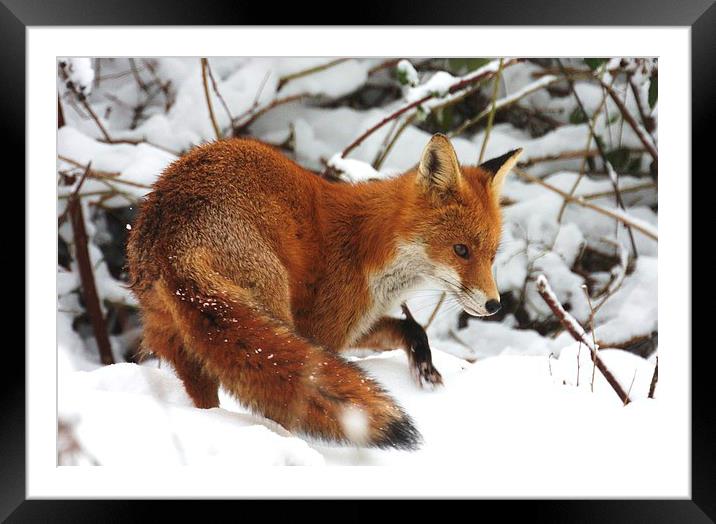 The winter fox Framed Mounted Print by Ross Lawford