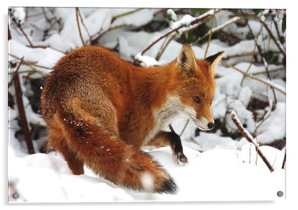 The winter fox Acrylic by Ross Lawford