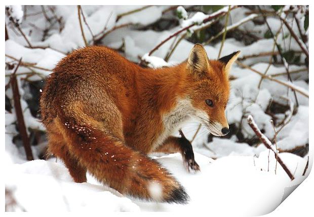 The winter fox Print by Ross Lawford