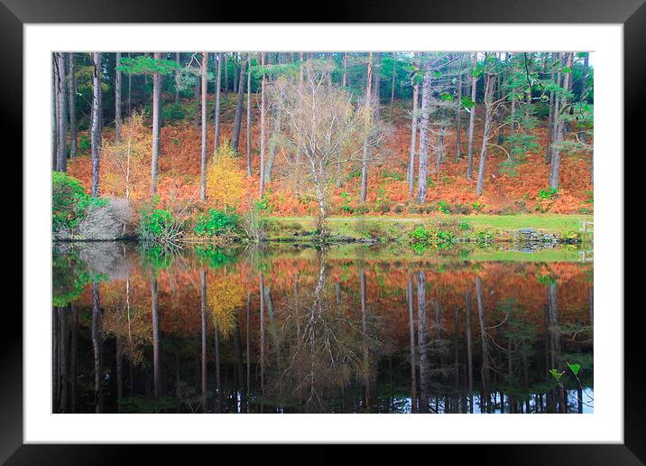  Autumn reflections Framed Mounted Print by Ross Lawford