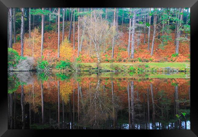  Autumn reflections Framed Print by Ross Lawford