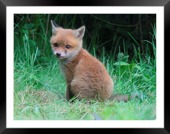  the cute little fox cub Framed Mounted Print by Ross Lawford