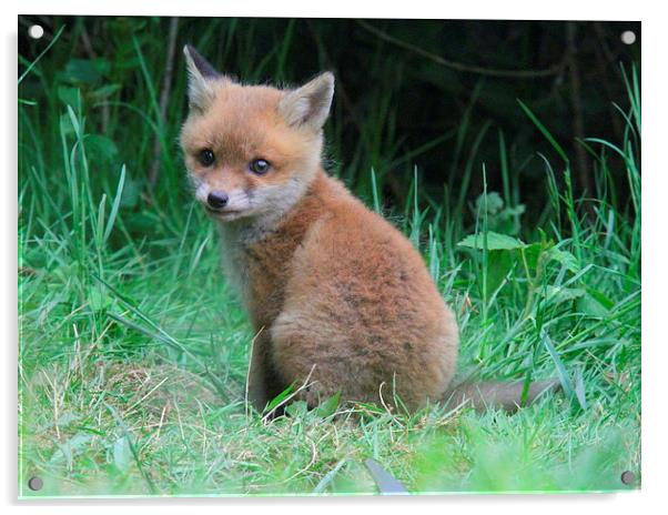  the cute little fox cub Acrylic by Ross Lawford