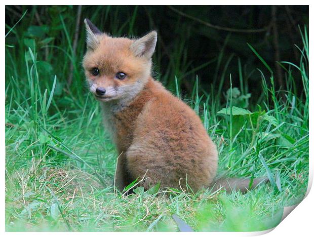  the cute little fox cub Print by Ross Lawford