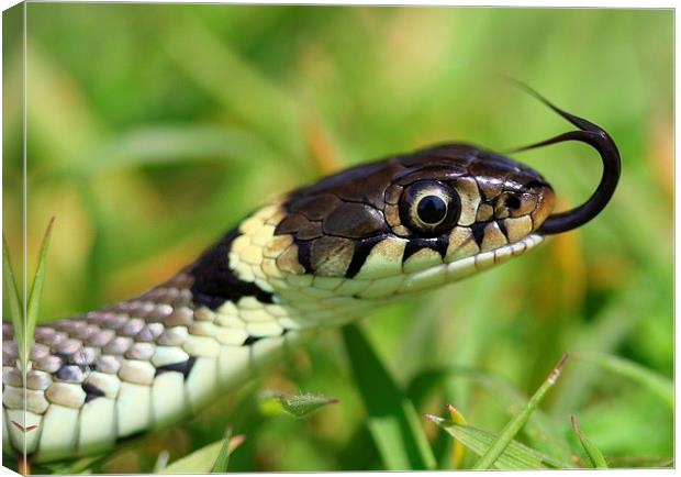  The Grass Snake Canvas Print by Ross Lawford