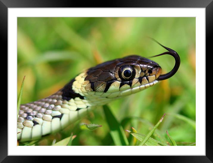  The Grass Snake Framed Mounted Print by Ross Lawford