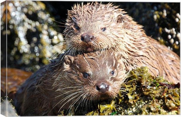  The Otter siblings Canvas Print by Ross Lawford