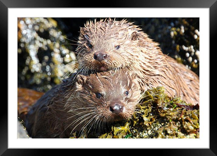  The Otter siblings Framed Mounted Print by Ross Lawford