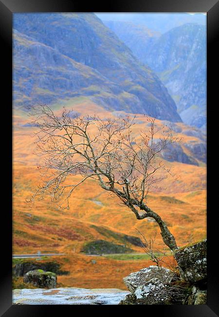  The Glencoe lone tree Framed Print by Ross Lawford
