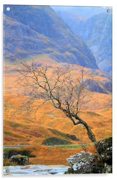  The Glencoe lone tree Acrylic by Ross Lawford