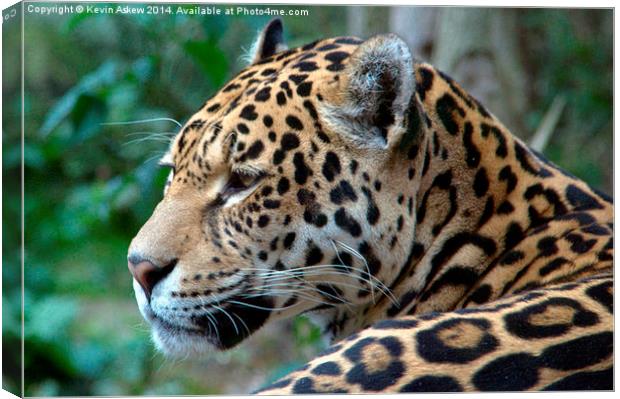 Beautiful Jaguar Canvas Print by Kevin Askew