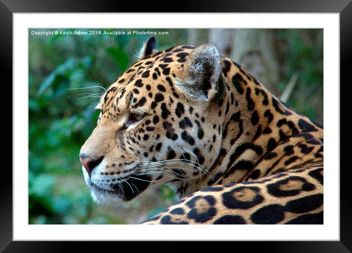 Beautiful Jaguar Framed Mounted Print by Kevin Askew