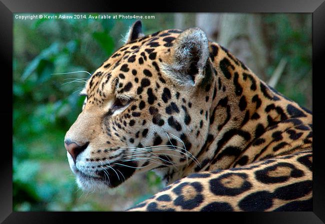 Beautiful Jaguar Framed Print by Kevin Askew