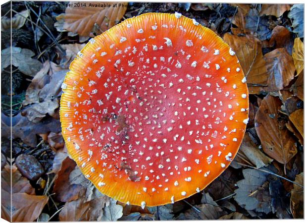  Coulored Fungus Canvas Print by philip milner