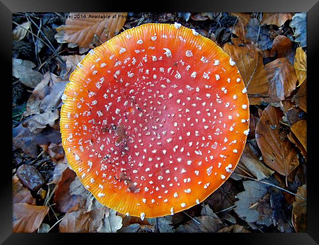  Coulored Fungus Framed Print by philip milner
