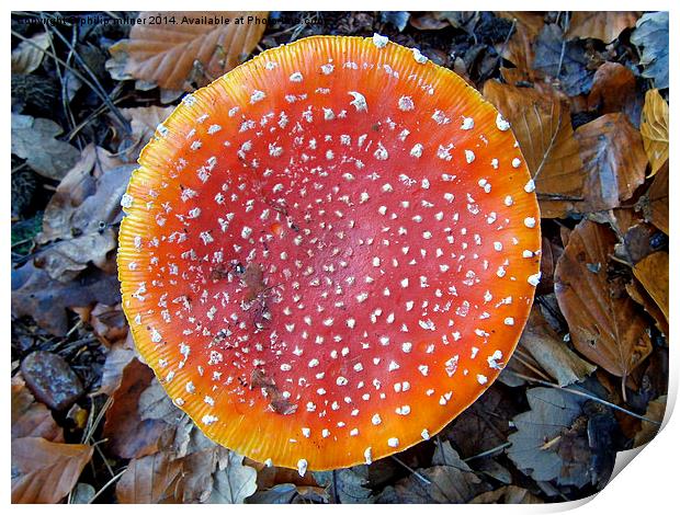 Coulored Fungus Print by philip milner