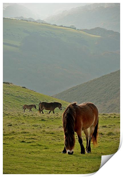 Exmoor Ponies  Print by graham young