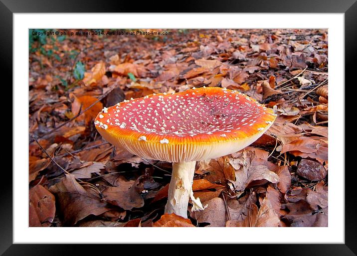  Fungus In The Leafs  Framed Mounted Print by philip milner