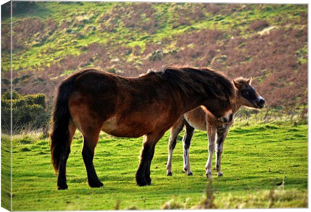 Exmoor Pony and Foal  Canvas Print by graham young