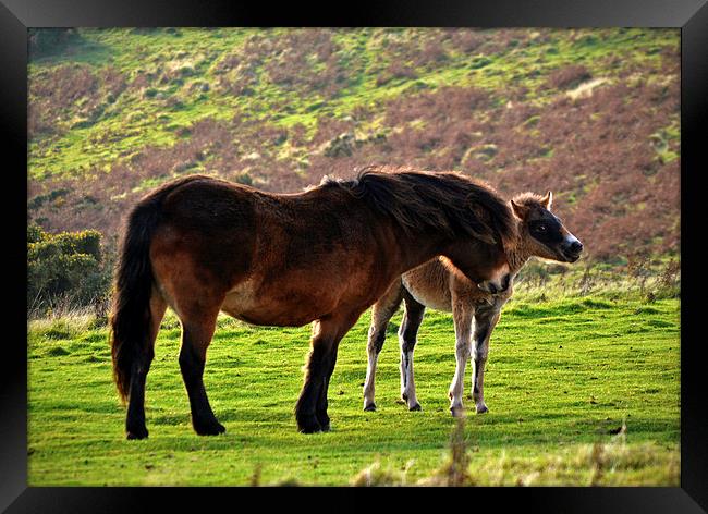 Exmoor Pony and Foal  Framed Print by graham young