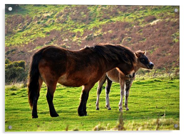 Exmoor Pony and Foal  Acrylic by graham young
