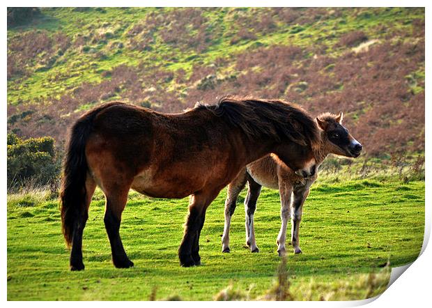 Exmoor Pony and Foal  Print by graham young