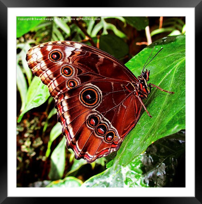 Blue Morpho Butterfly Framed Mounted Print by Sarah George
