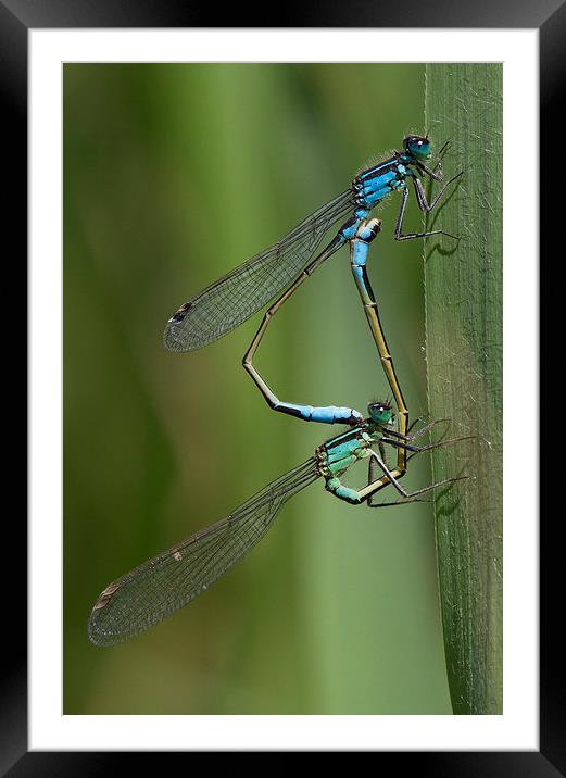  The love of a Damsel Framed Mounted Print by Chris Griffin
