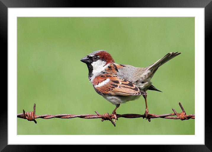  House Sparrow portrait Framed Mounted Print by Chris Griffin