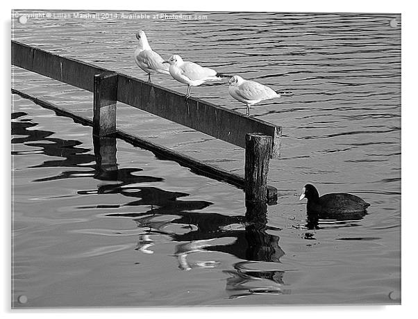  Birds on the Lake. Acrylic by Lilian Marshall