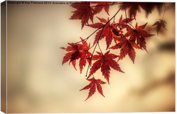 Autumn Leaves Canvas Print by Ray Pritchard