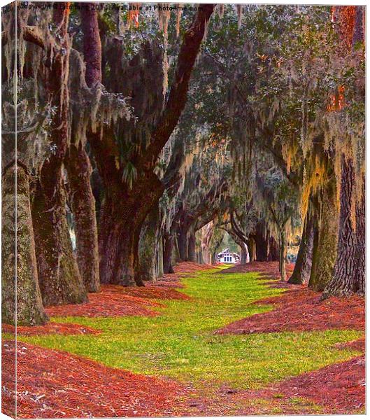 Avenue of the oaks Canvas Print by Iain Tong