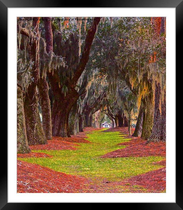Avenue of the oaks Framed Mounted Print by Iain Tong