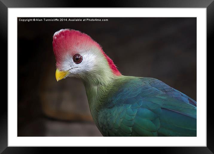 The Majestic RedCrested Turaco Framed Mounted Print by Alan Tunnicliffe