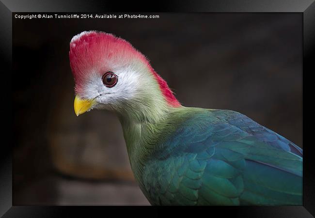 The Majestic RedCrested Turaco Framed Print by Alan Tunnicliffe