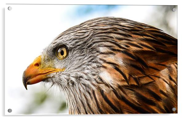  red kite headshot Acrylic by nick wastie