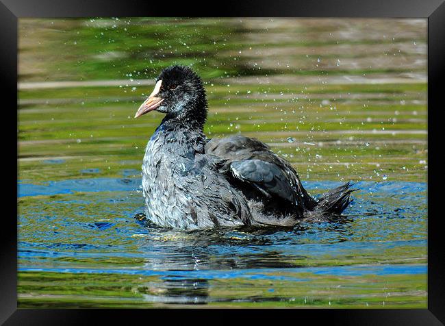  coot on the water Framed Print by nick wastie